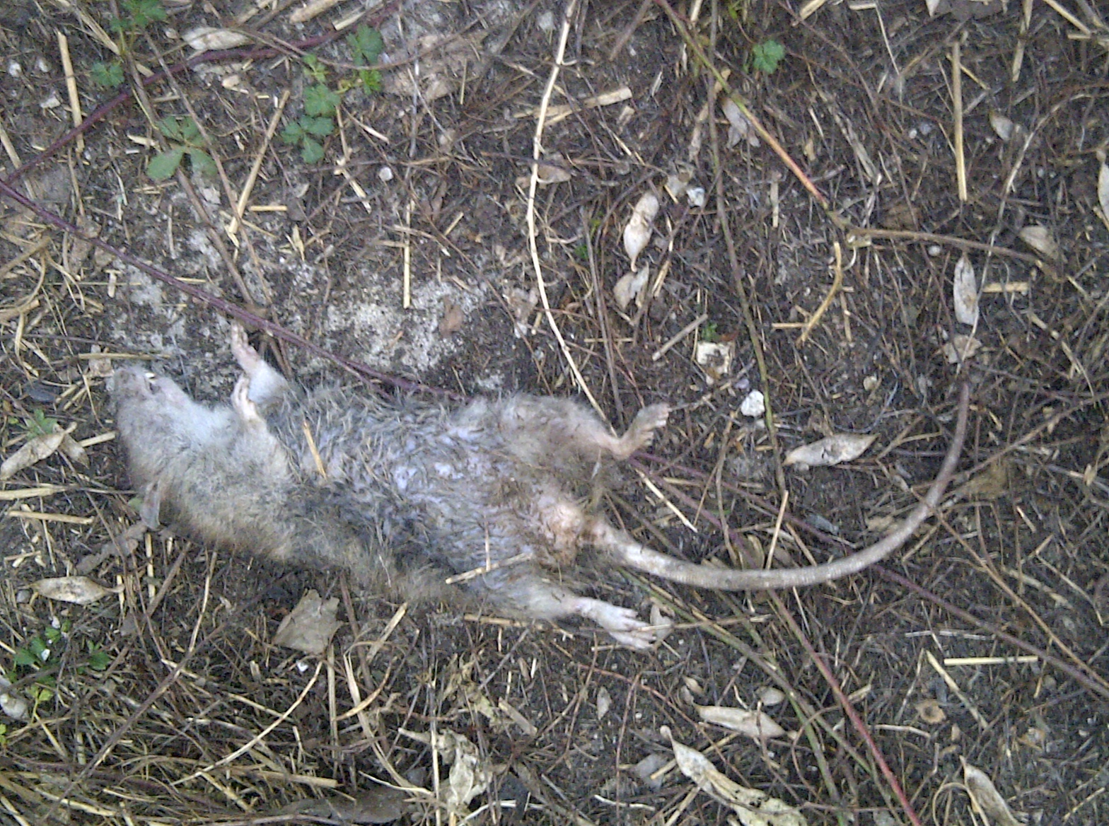 il topo ammazzato lasciato davanti alla residenza (dopo la rimozione dal sentiero di accesso)
